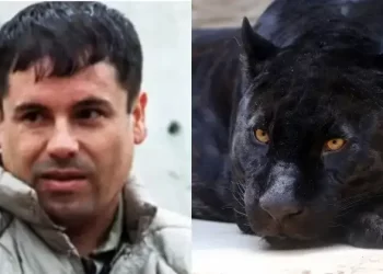 Filhos de traficante jogavam pessoas vivas aos tigres