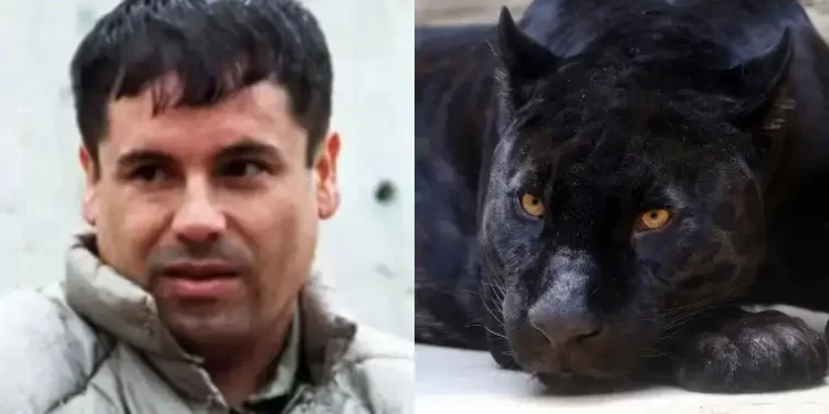 Filhos de traficante jogavam pessoas vivas aos tigres