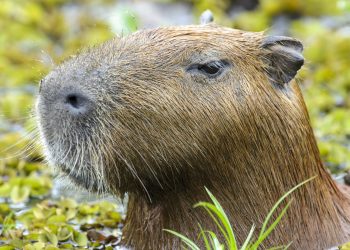 Juiz sobre devolução de capivara Filó a influenciador: Seu quintal é a floresta