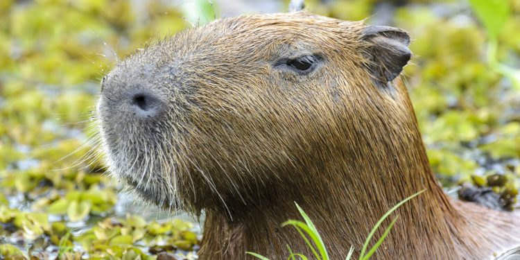 Juiz sobre devolução de capivara Filó a influenciador: Seu quintal é a floresta
