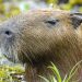Juiz sobre devolução de capivara Filó a influenciador: Seu quintal é a floresta