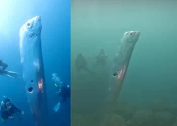 Espécie rara de peixe é encontrada por grupo de mergulhadores em Taiwan