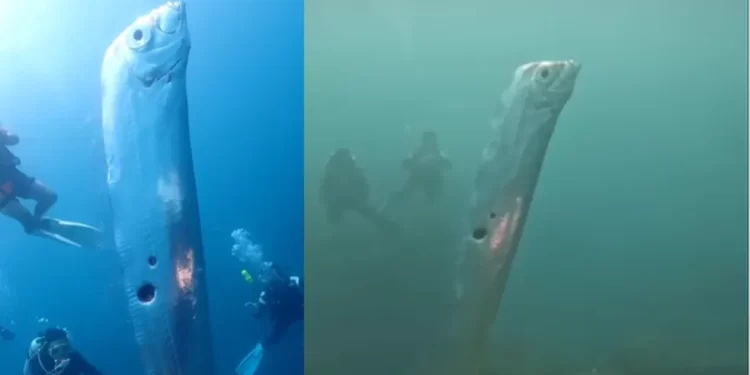 Espécie rara de peixe é encontrada por grupo de mergulhadores em Taiwan