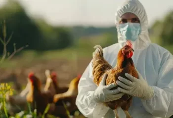 Ministério da Agricultura confirma primeiro foco de gripe aviária em granja comercial no Brasil